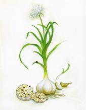 garlic illustration