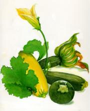 squash illustration