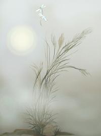 Dragonfly Fog