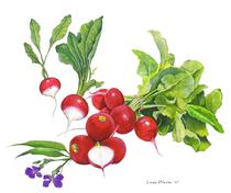 radish illustration 