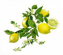 Lemon illustration
