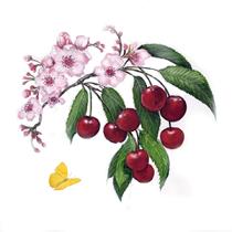 illustration of cherries