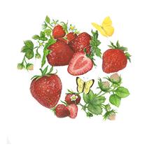strawberry illustration
